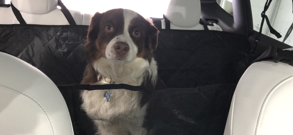 Model Y Pet Cover
